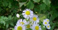 Cespica Annua (Erigeron Annuus, Asteraceae)