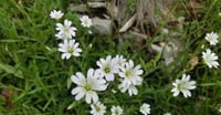 Cerastio Unifloro - (Cerastium Uniflorum, Caryophyllaceae) 