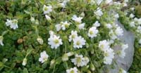 Cerastio a Foglie Larghe (Cerastium Latifolium, Caryophyllaceae)