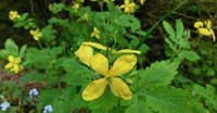 Celidonia Grande (Chelidonium Majus, Papaveraceae)
