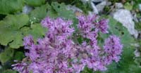 Cavolaccio Verde (Adenostyles Alpina, Asteraceae)