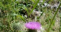 Cardo Asinino (Cirsium Vulgaris, Asteraceae)