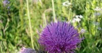 Cardo Dentellato (Cardus Deflolatus, Asteraceae)