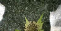 Cardo Giallastro (Cirsium Oleraceum, Asteraceae)
