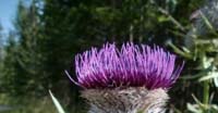 Cardo Scardaccio (Cirsium Eriophorum, Asteraceae)