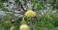 Cardo Zampa d'Orso (Cirsium Erisithales, Asteraceae)