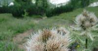 Cardo Spinosissimo (Cirsium Spinosissimum, Asteraceae)