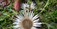 Carlina (Carlina, Asteraceae)