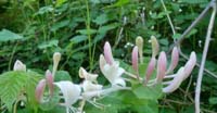 Caprifoglio Comune (Lonicera Caprifolium, Caprifoliaceae)