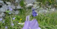 Campanula a Foglie di Pesco (Campanula Persicifolia, Campanulaceae)