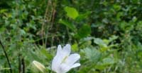 Campanula Barbata (Campanula Barbata, Campanulaceae) 