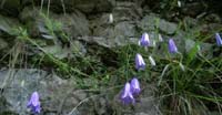 Campanula dei Ghiaioni (Campanula Cochlearifolia, Campanulaceae)