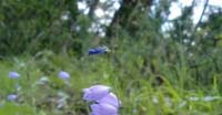 Campanula Cespugliosa (Campanula Caespitosa, Campanulaceae)