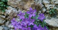 Campanula di Moretti (Campanula Morettiana Reichenb, Campanulaceae)