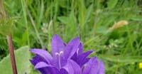 Campanula Agglomerata (Campanula Glomerata, Campanulaceae)