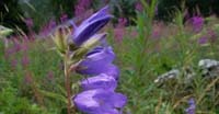 Campanula Maggiore (Campanula Latifolia, Campanulaceae)