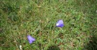 Campanula di Scheuchzer (Campanula Scheuchzeri, Campanulaceae)