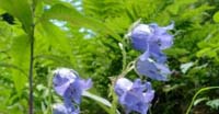 Campanula Selvatica (Campanula Trachelium, Campanulaceae)