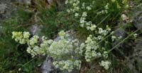Caglio Bianco (Galium Album Miller, Rubiaceae)