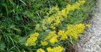 Caglio Zolfino (Galium Verum, Rubiaceae)
