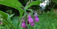 Consolida Maggiore (Symphytum Officinale, Boraginaceae)