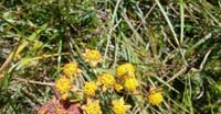 Buplero Ranuncoloide (Bupleurum Ranunculoides, Apiaceae)
