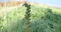 Buon Enrico (Chenopodium Bonus - Henricus, Amaranthaceae)