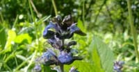 Bugola Piramidale (Ajuga Pyramidalis, Lamiaceae)