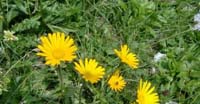 Buftalmo Salicino (Buphthalmum Salicifolium, Asteraceae)