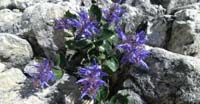Bonarota (Paederota Bonarota, Scrophulariaceae)
