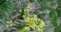 Biscutella Levigata (Biscutella Laevigata, Brassicaceae)