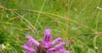 Betonica Comune (Stachys Officinalis, Lamiaceae)