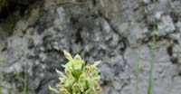 Betonica Bianca (Stachys Alopecuros, Lamiaceae)