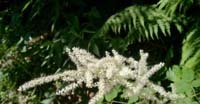 Barba di Capra (Aruncus Dioicus, Rosaceae)