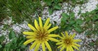 Barba di Becco (Tragopogon Pratensis, Asteraceae)