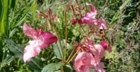 Balsamina Ghiandolosa (Impatiens Glandulifera, Balsaminaceae)