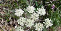 Atamanta Comune (Athamanta Cretensis, Apiaceae)