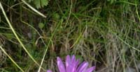 Astro Alpino (Aster Alpinus, Asteraceae)