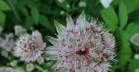 Astranzia Maggiore (Astrantia Major, Apiaceae)