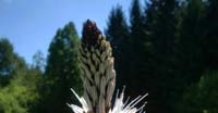 Asfodelo Bianco (Asphodelus Albus, Liliaceae)