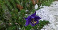 Aquilegia di Einsele (Aquilegia Einseleana, Ranunculaceae)