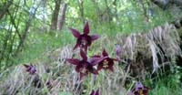 Aquilegia Scura (Aquilegia Atrata, Ranunculaceae)