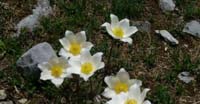 Anemone Pulsatilla (Pulsatilla Montana, Ranunculaceae)