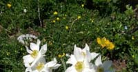 Anemone Narcissino (Anemone Narcissiflora, Ranunculaceae)
