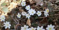 Anemone di Bosco (Anemone Nemorosa, Ranunculaceae)