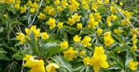 Anemone Giallo (Anemone Ranunculoides, Ranunculaceae)