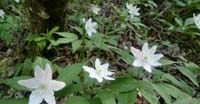 Anemone Trifogliata (Anemone Trifolia, Ranunculaceae)