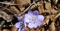 Anemone Fegatella (Hepatica Nobilis, Ranunculaceae)