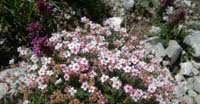 Androsace Appenninica (Androsace Villosa, Primulaceae)