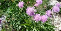 Ambretta Alpina (Knautia Longifolia, Caprifoliaceae)